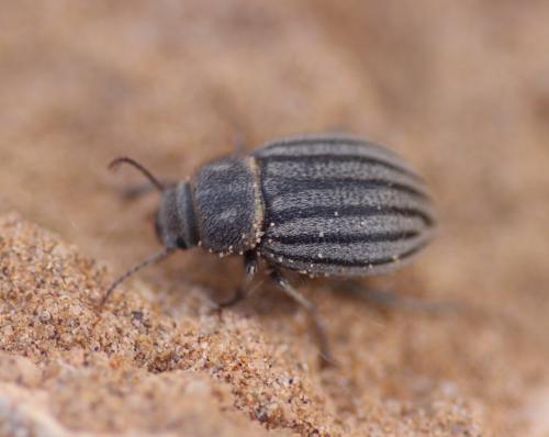 Pterolasia squalida